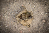 Helikon-Tex - Ammo Bucket